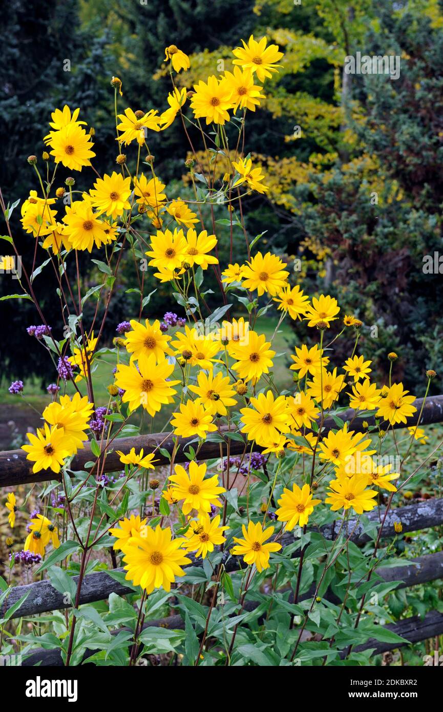 Jerusalemer Artischocke, Helianthus tuberosus, eine der wichtigsten Nahrungs- und Energiepflanzen aus Südamerika, auch als Zierstrauch im Garten attraktiv Stockfoto