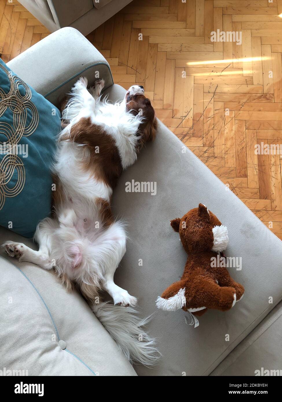 Nahaufnahme von Hund und Spielzeug auf dem Bett zu Hause Stockfotografie -  Alamy
