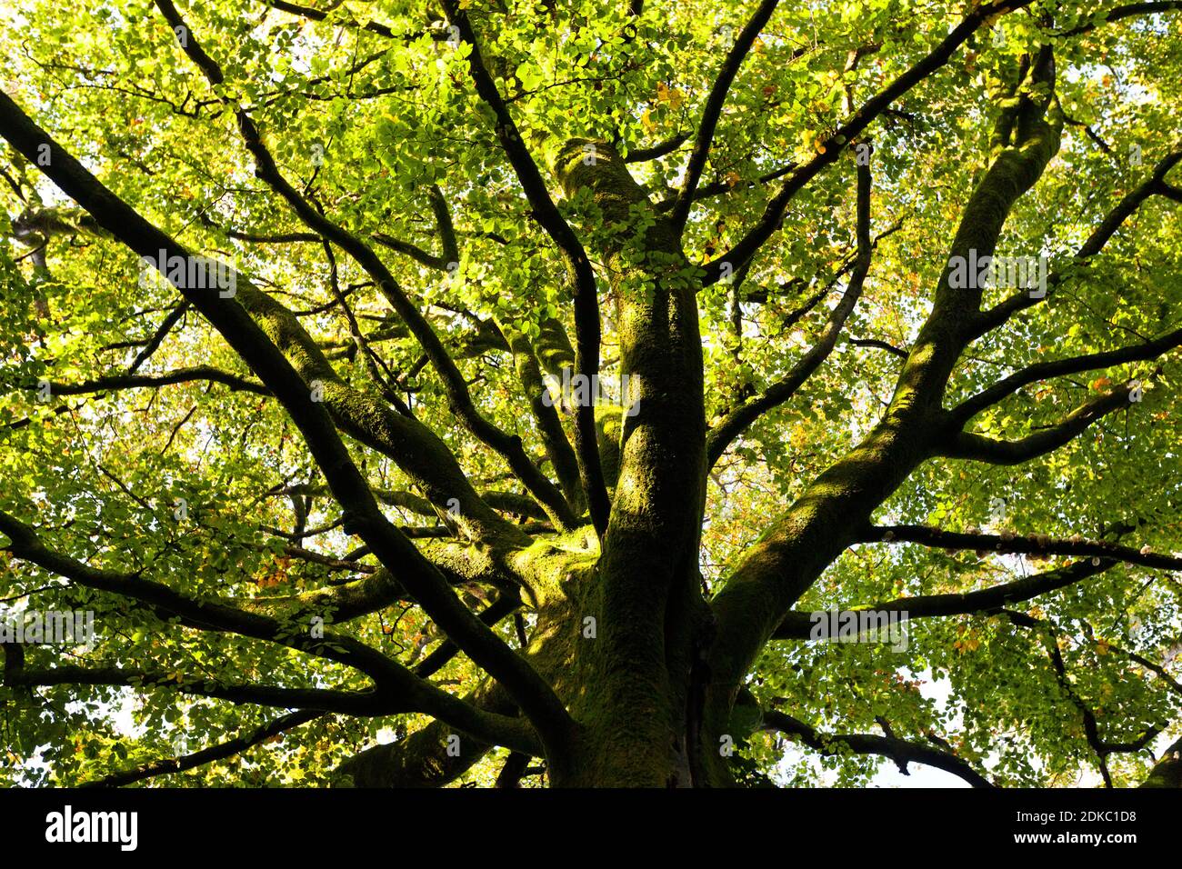 Baumkrone einer alten Buche im Wald von Saint-Sauveur-le-Vicomte, 50390. Cotentin Halbinsel Normandie. Stockfoto