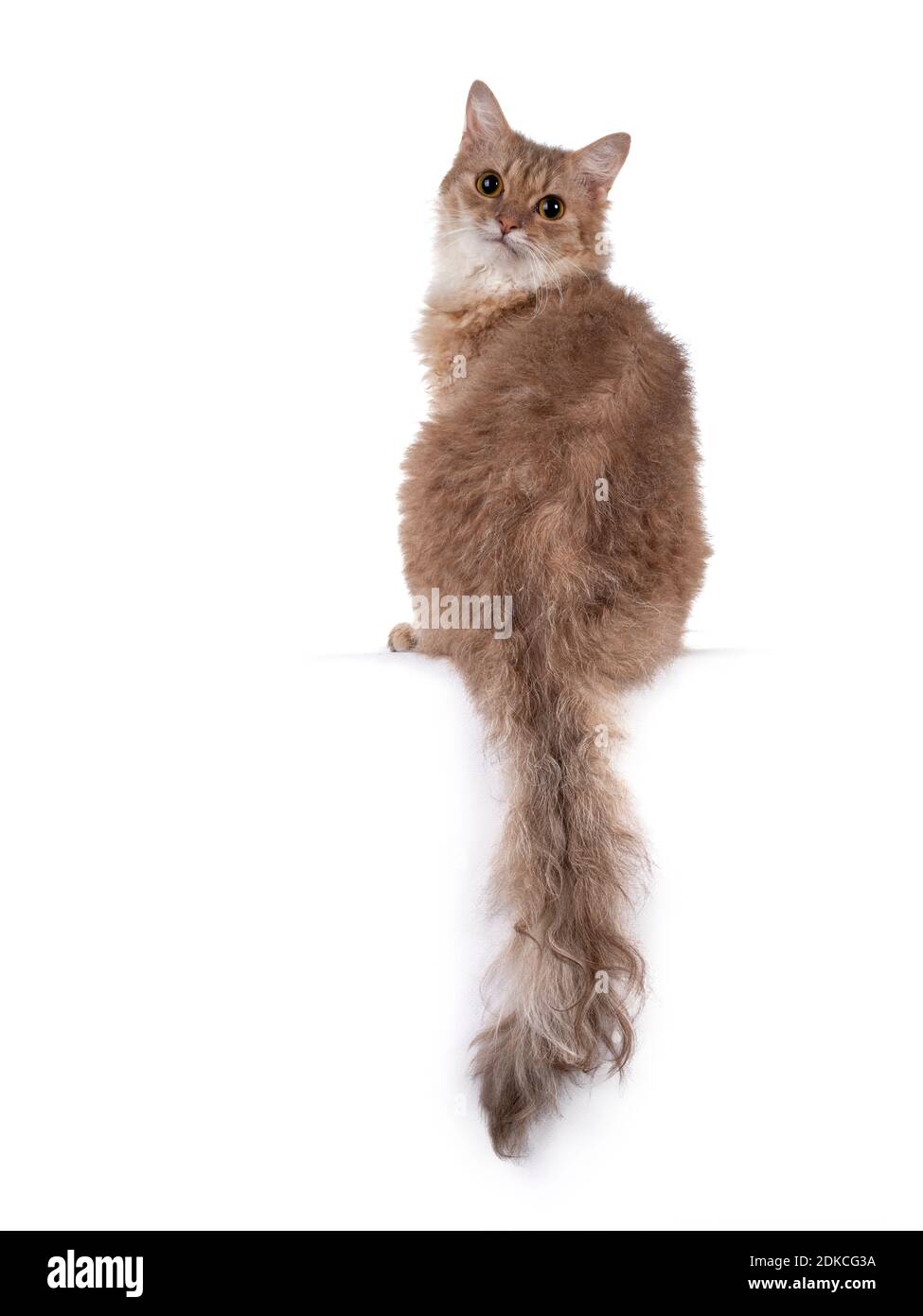 Süße junge Erwachsene Zimt LaPerm Katze, sitzt rückwärts am Rand mit  Schwanz hängen. Blick über die Schulter in Richtung Kamera mit niedlichen  Kopf neigen. Iso Stockfotografie - Alamy