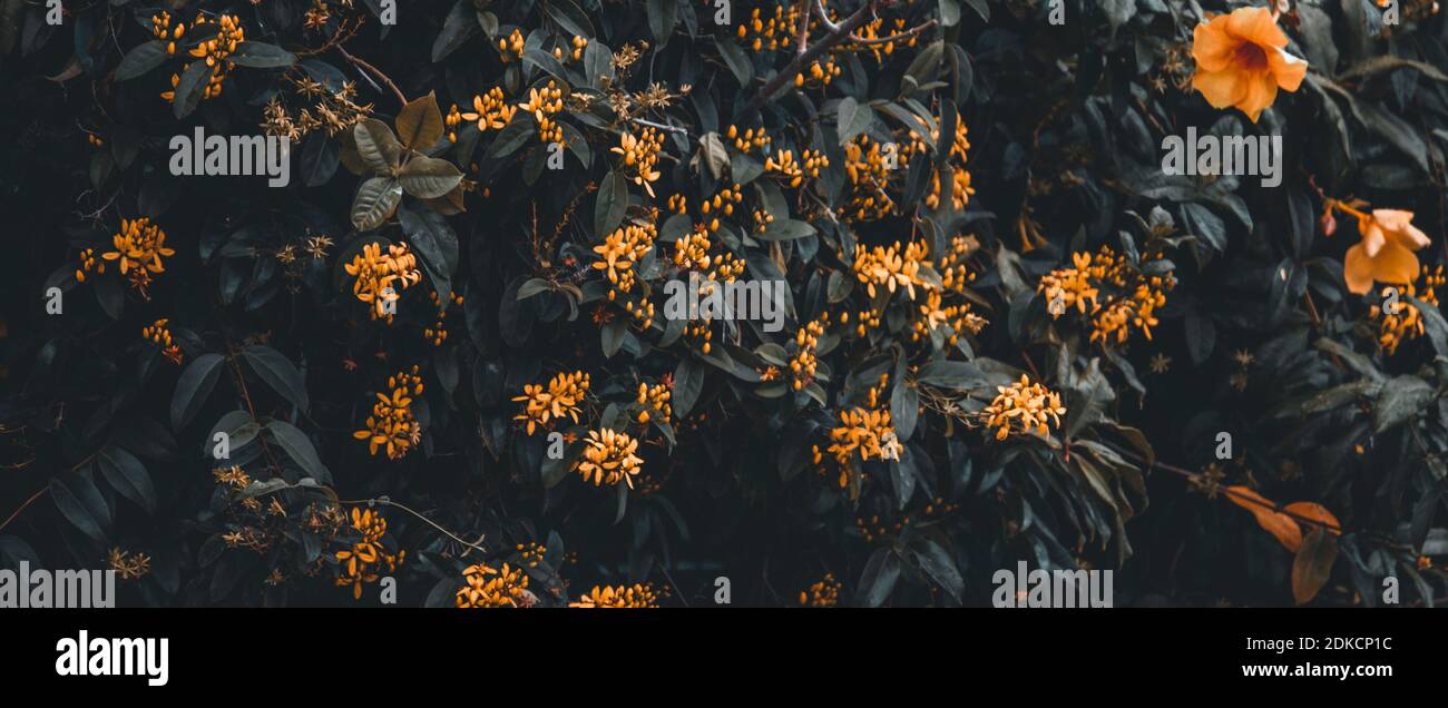 Weiche, Moody-Filmische Aufnahme Von Orange Blühende Pflanzen Im Dunklen Garten Stockfoto