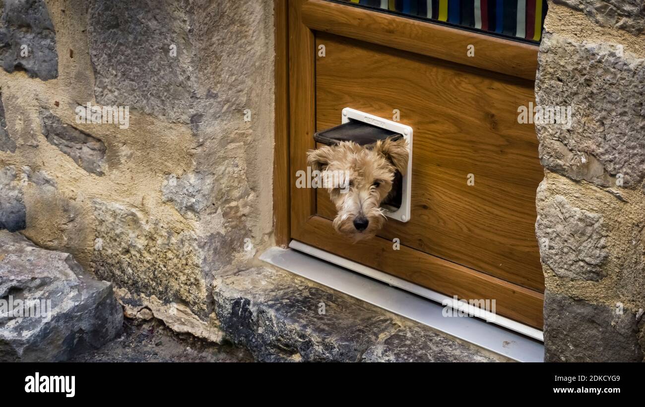 Neugieriger Hund schaut im Sommer durch eine Katzentür in Lagrasse. Und beaux Villages de France. Stockfoto