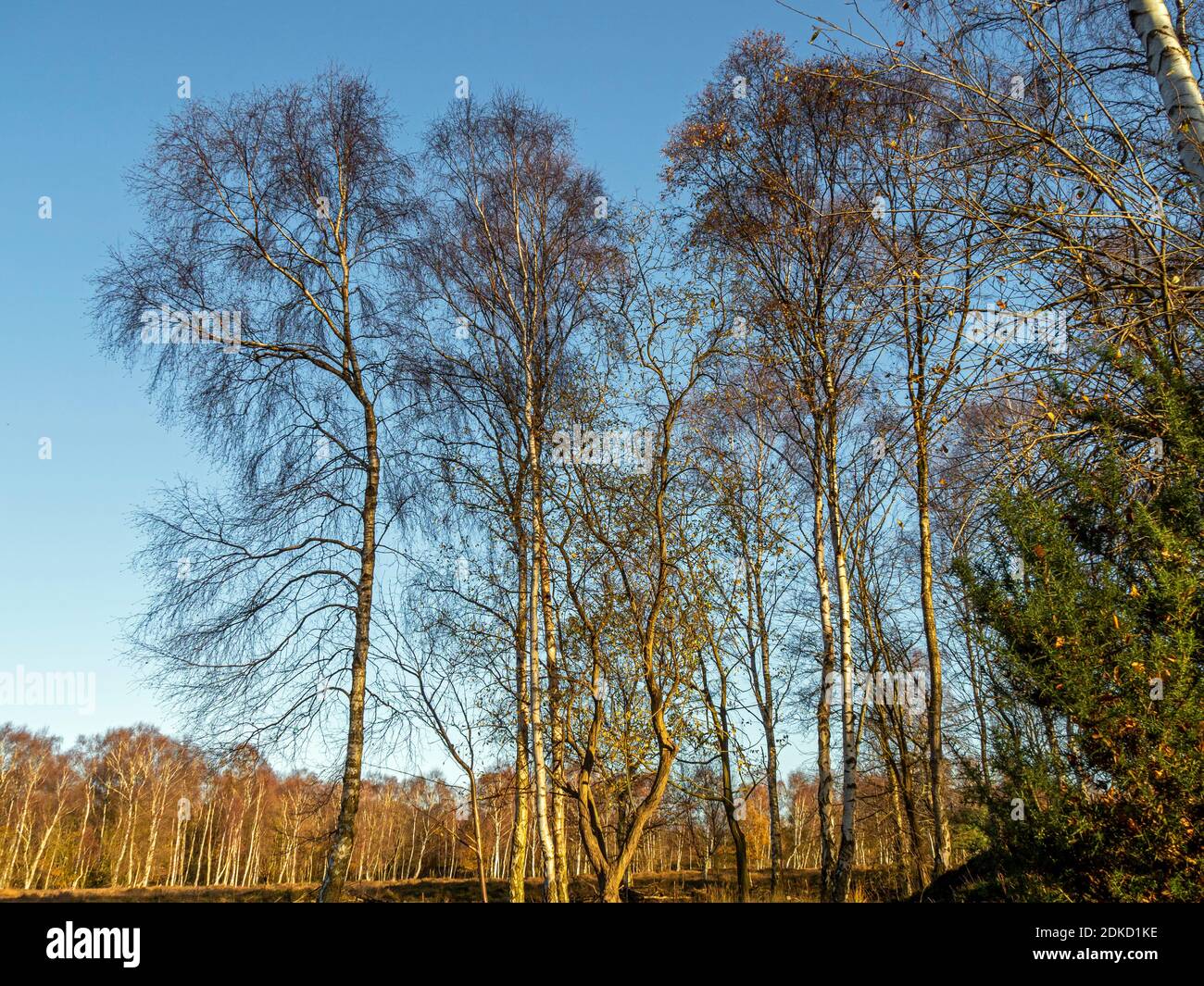 Stark silberne Birken mit nackten Winterzweigen vor blauem Himmel im Skipwith Common National Nature Reserve, North Yorkshire, England Stockfoto