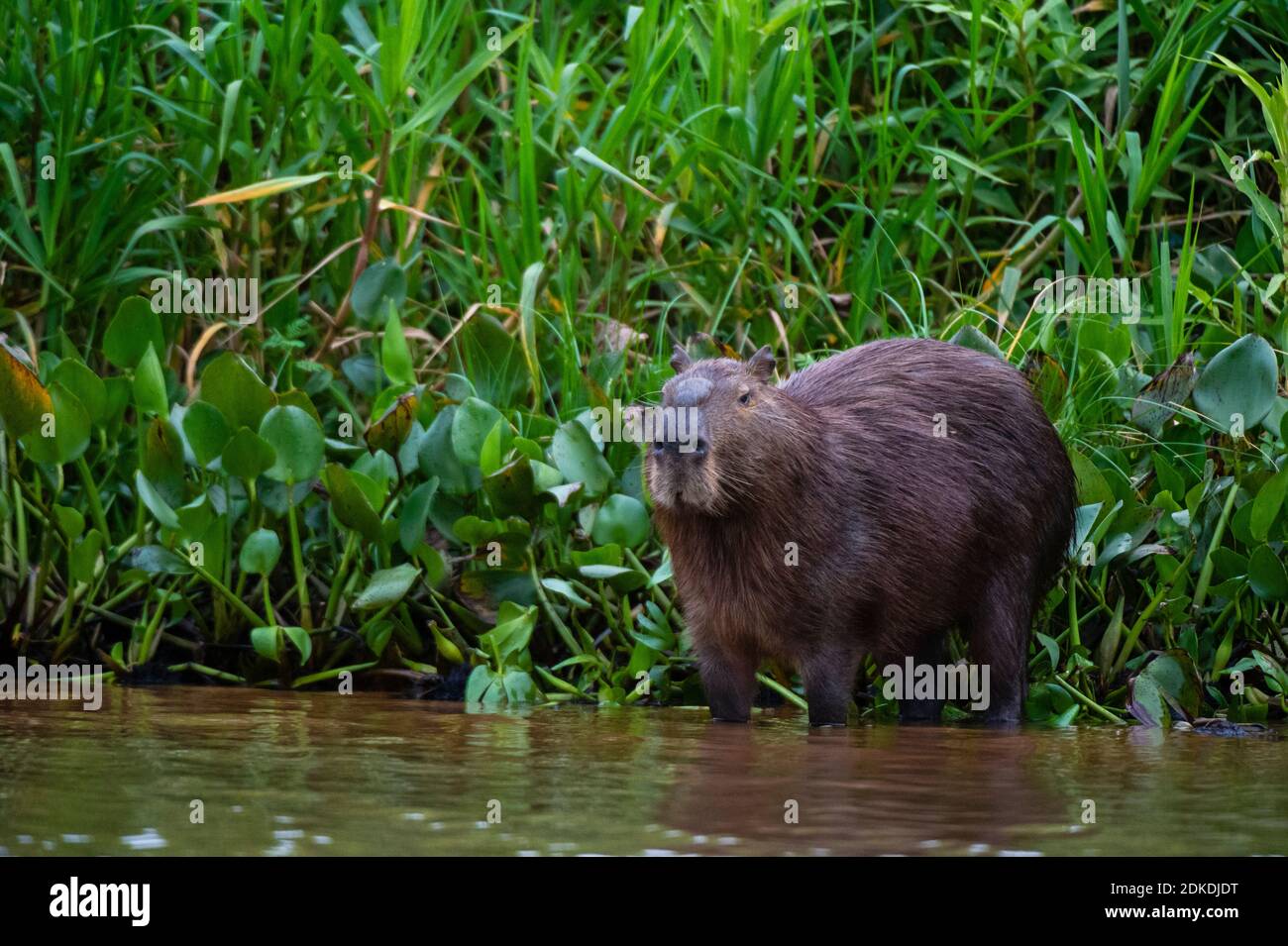 Capybara (Hydrochaeris hydrochaeris), Pantanal, Mato Grosso, Brasilien. Stockfoto