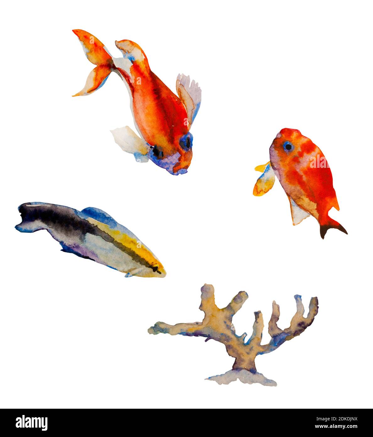 Set für Aquarell tropischer Fische und Korallen isoliert auf weißem Hintergrund. Bluestreak Reiniger Wrasse als Labroides dimidiatus, rotstreifenbasselet und Stockfoto