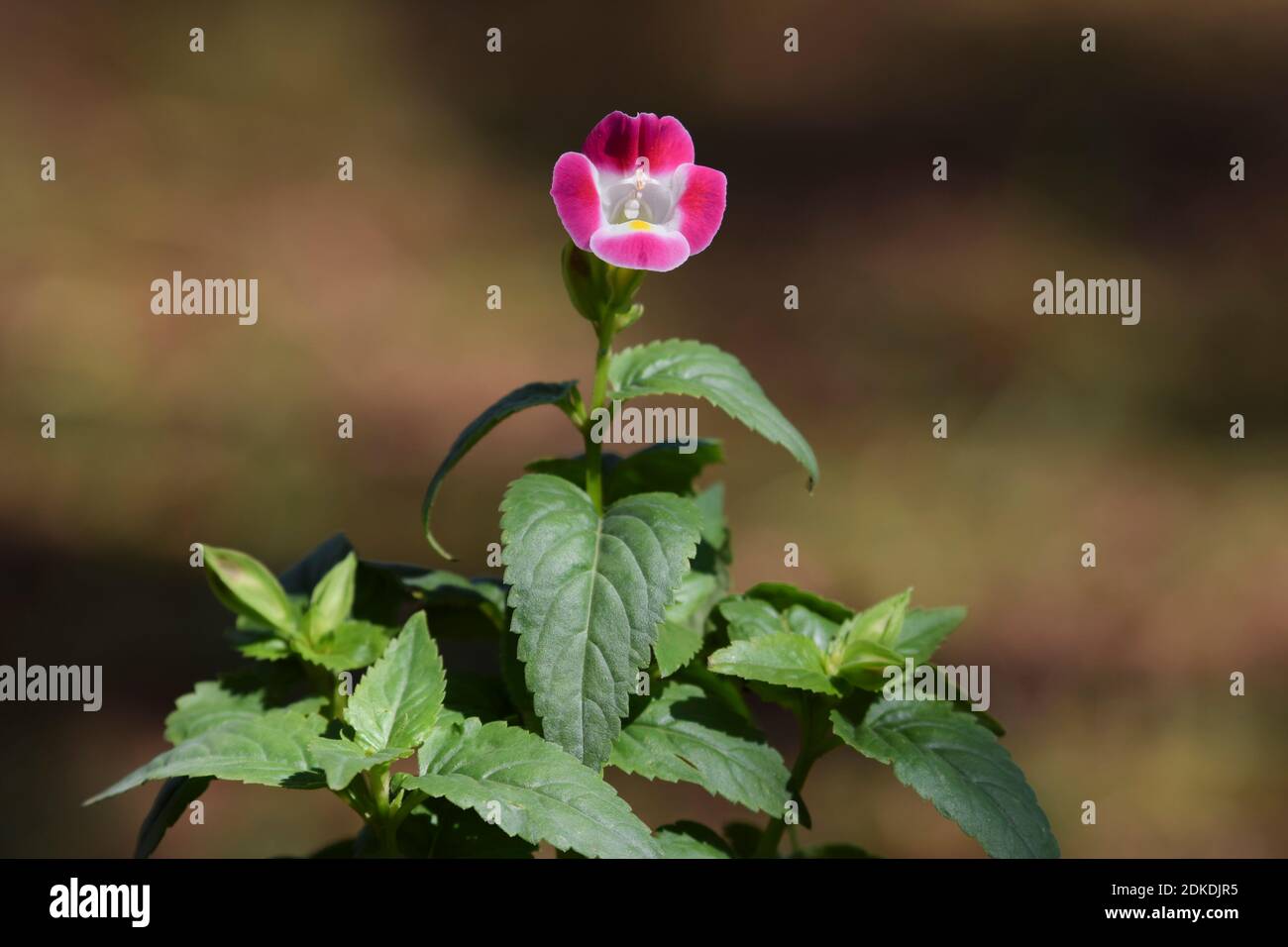 Wishbone oder Bluewings Blumenstrauß von Cluster mit buschigen grünen Blättern Laub. Die Blüten werden auf endlichen Clustern über dem Laub getragen Stockfoto