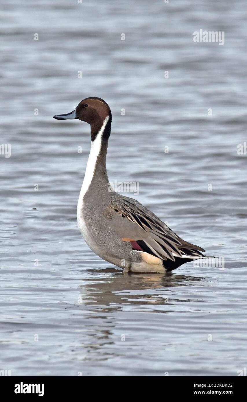 Northern Pin Tail Duck, Slimbridge Wetland Centre, Bowditch, Gloucestershire (WWT) Stockfoto