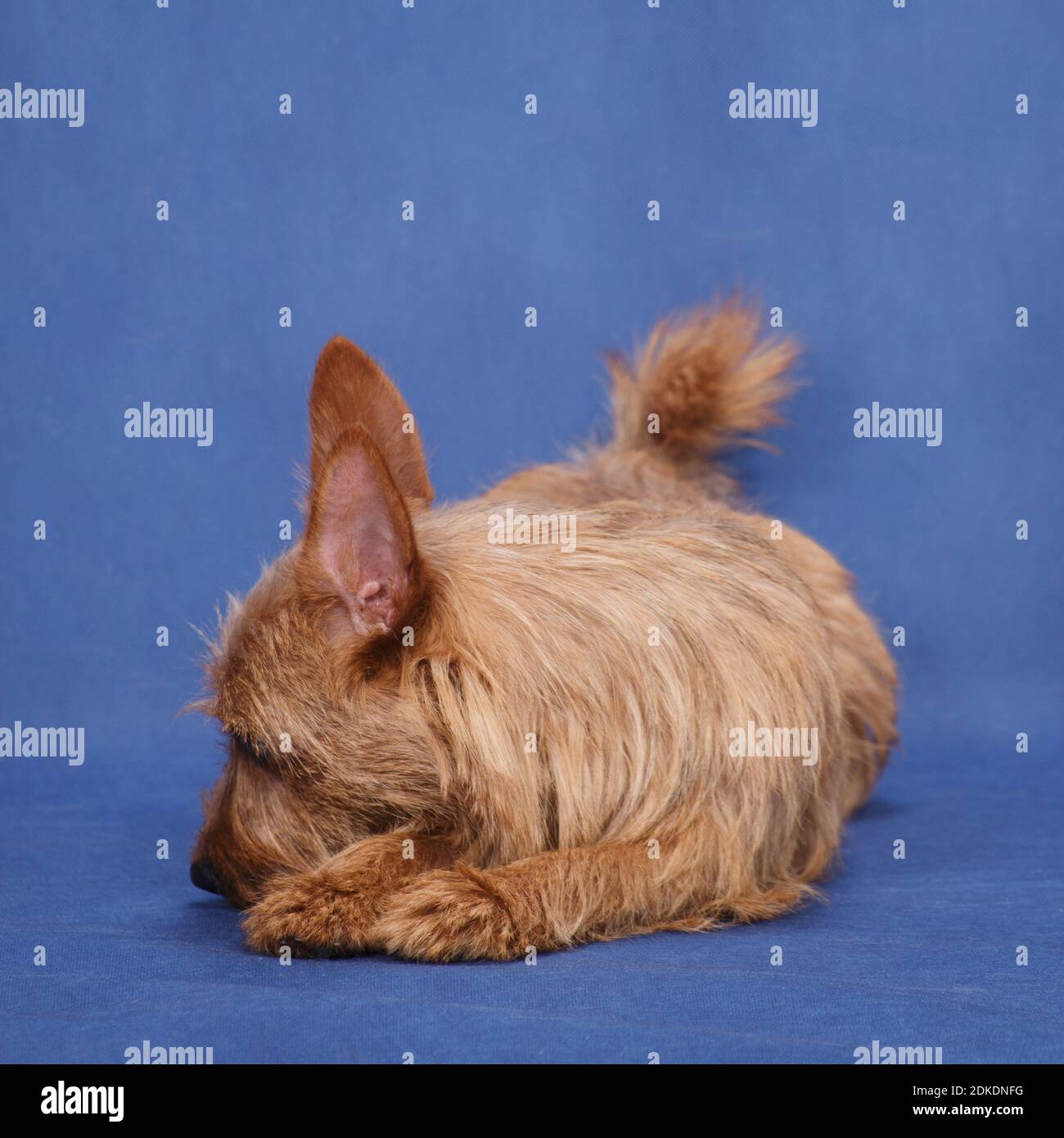 Ein sonniger rothaariger kleiner junger Hund der australischen Terrier-Rasse, liegt leider im Studio drinnen auf einem blau-blauen Hintergrund Stockfoto