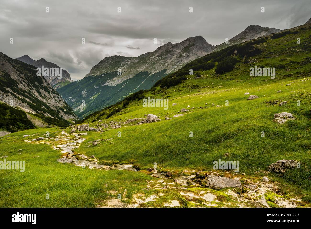 Eine moosbewachsene Quelle im Karwendel mit einer großen Gruppe Gämsen und einer grünen Bergwiese. Stockfoto
