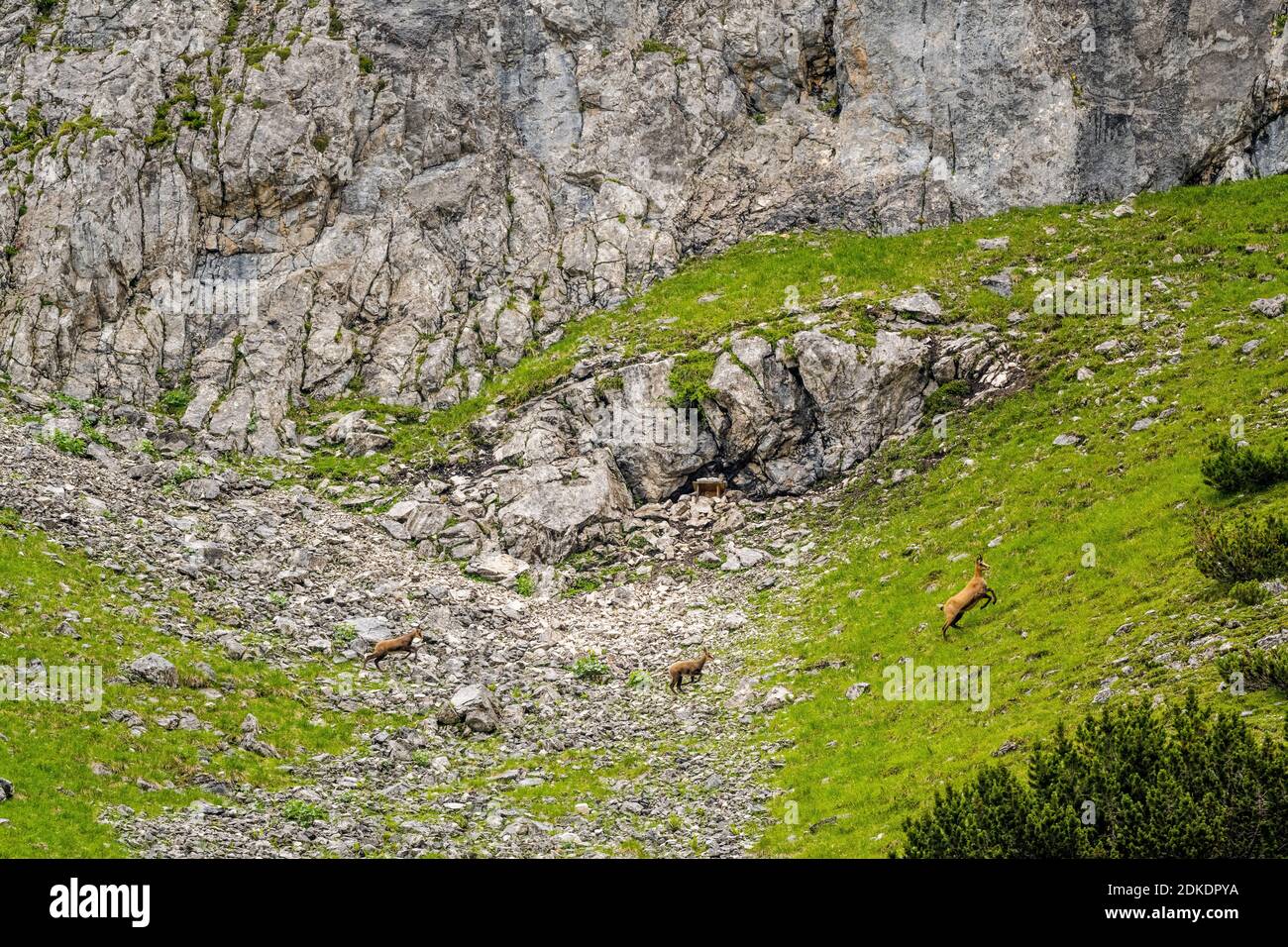 Eine Gruppe Gämsen mit Jungtieren verläuft entlang einer Berghang Stockfoto