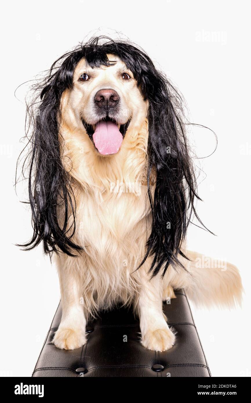 black dog wig