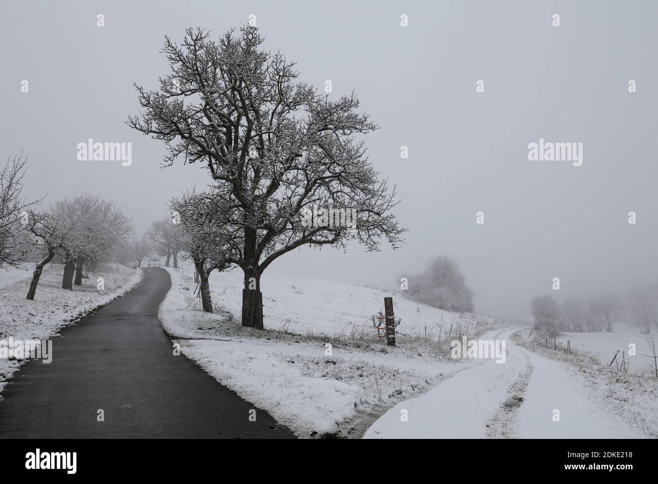 Winterlandschaft mit Bäumen bedeckt mit weißem Schnee. Stockfoto
