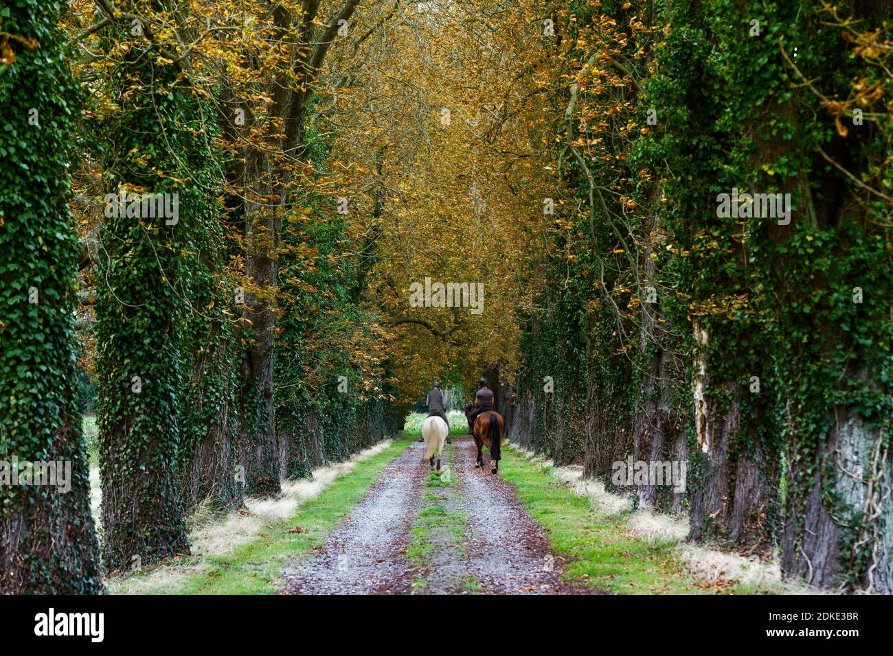 Zwei Fahrer fahren durch eine Allee, Basinghausen, Niedersachsen Stockfoto