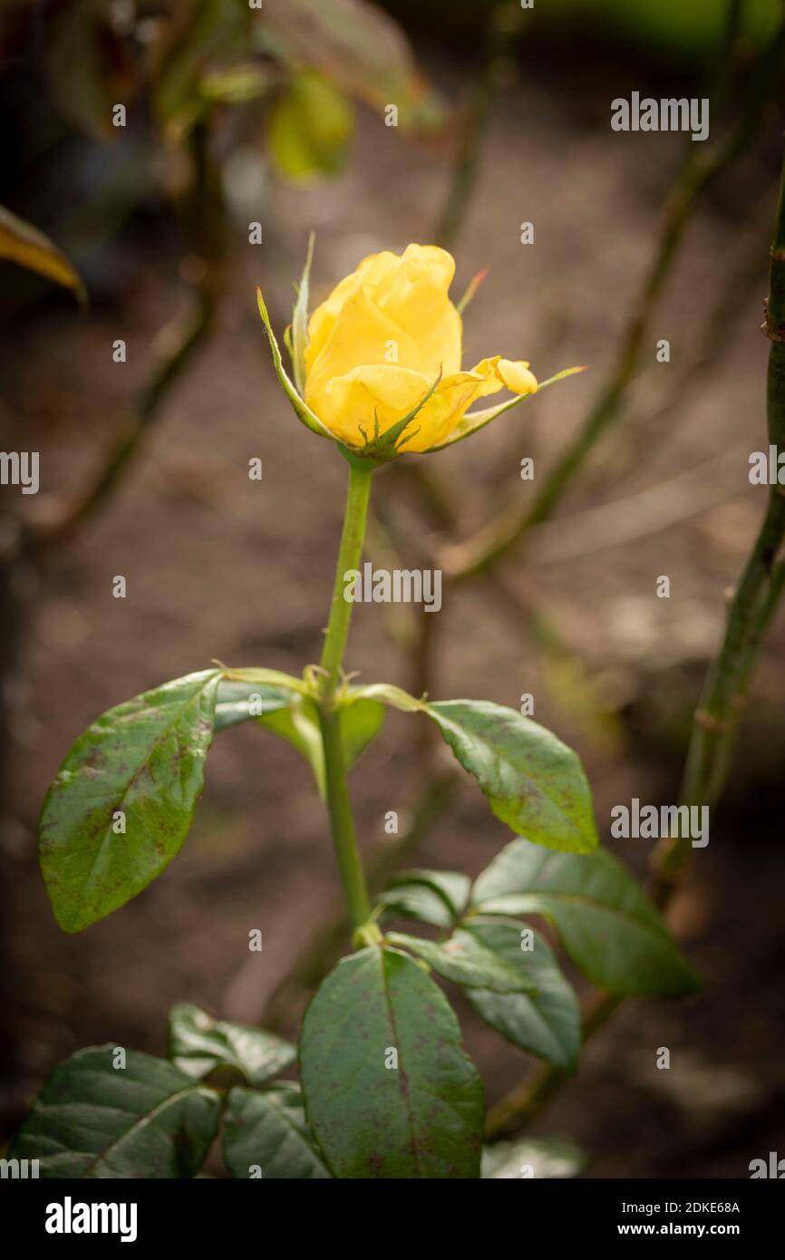 Rosa Goldene Hochzeit, natürliche Nahaufnahme Pflanzenportrait Stockfoto