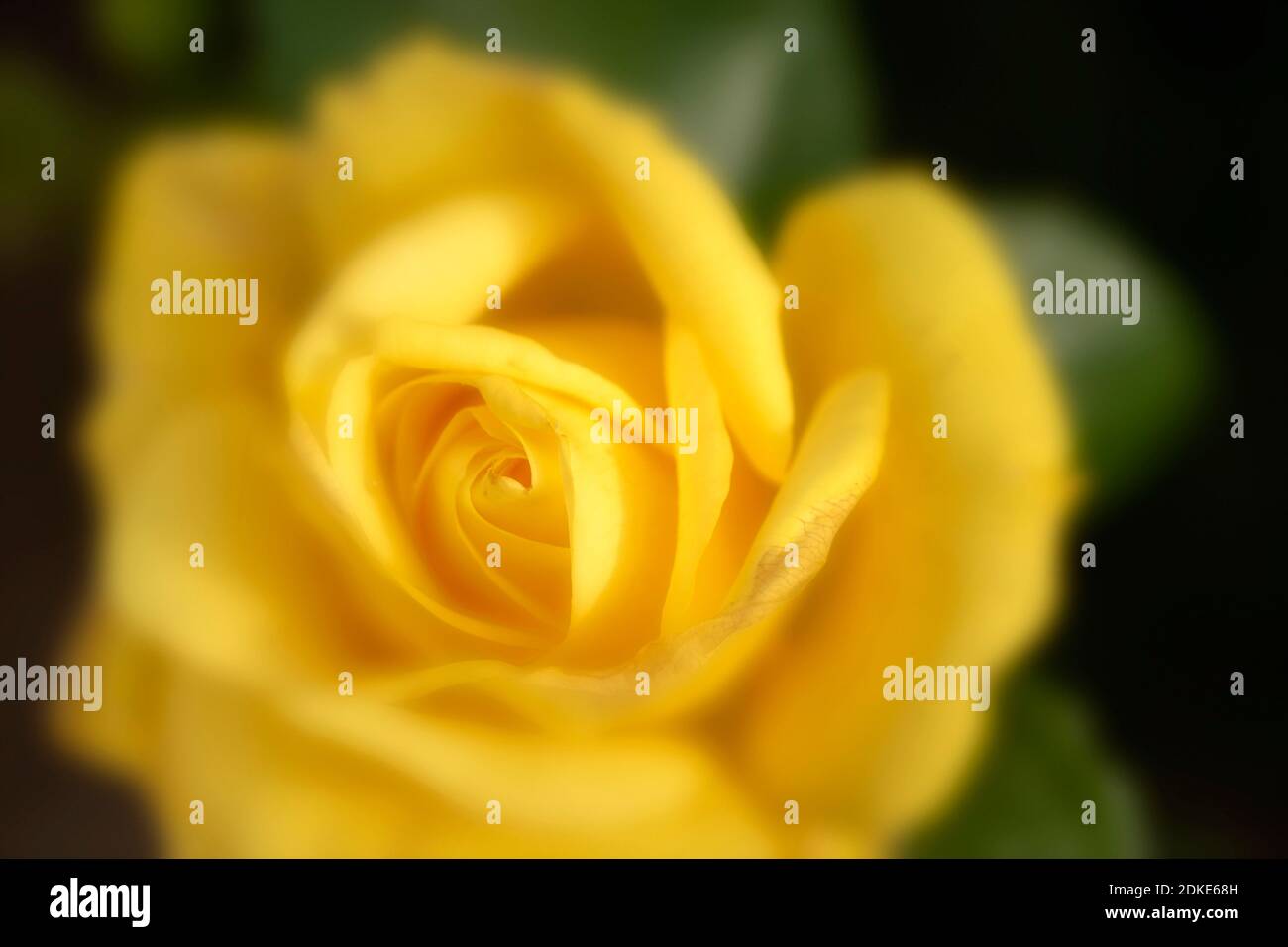 Rosa Goldene Hochzeit, natürliche Nahaufnahme Pflanzenportrait Stockfoto