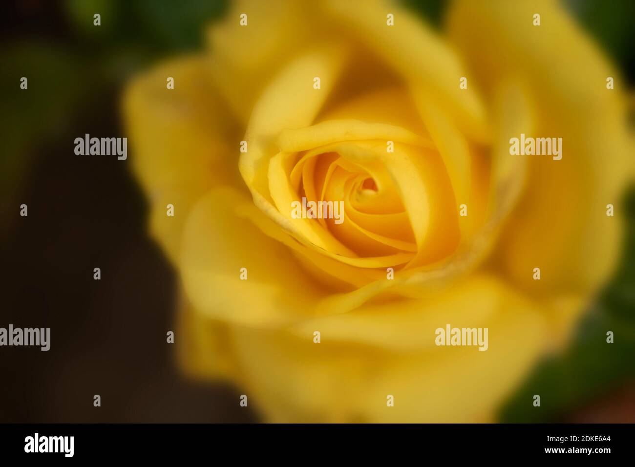Rosa Goldene Hochzeit, natürliche Nahaufnahme Pflanzenportrait Stockfoto