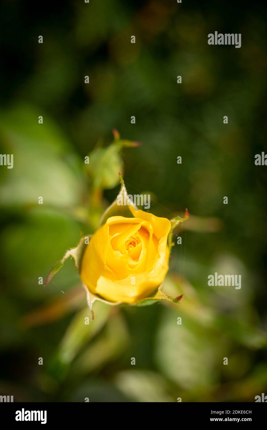 Rosa Goldene Hochzeit, natürliche Nahaufnahme Pflanzenportrait Stockfoto