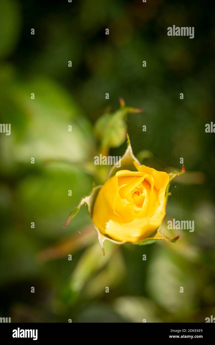 Rosa Goldene Hochzeit, natürliche Nahaufnahme Pflanzenportrait Stockfoto