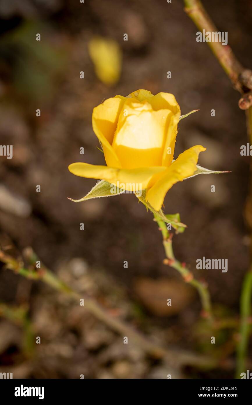 Rosa Goldene Hochzeit, natürliche Nahaufnahme Pflanzenportrait Stockfoto