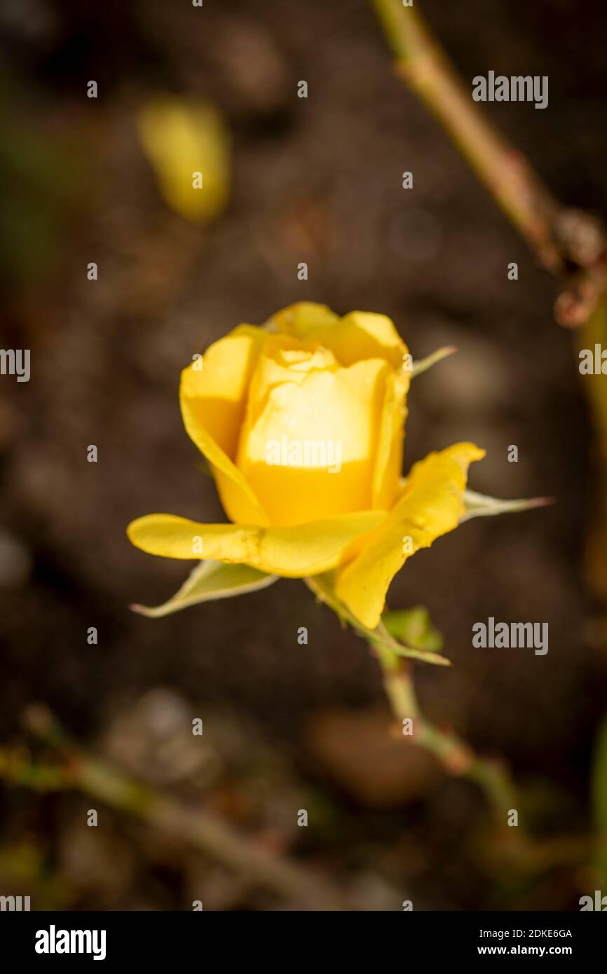 Rosa Goldene Hochzeit, natürliche Nahaufnahme Pflanzenportrait Stockfoto