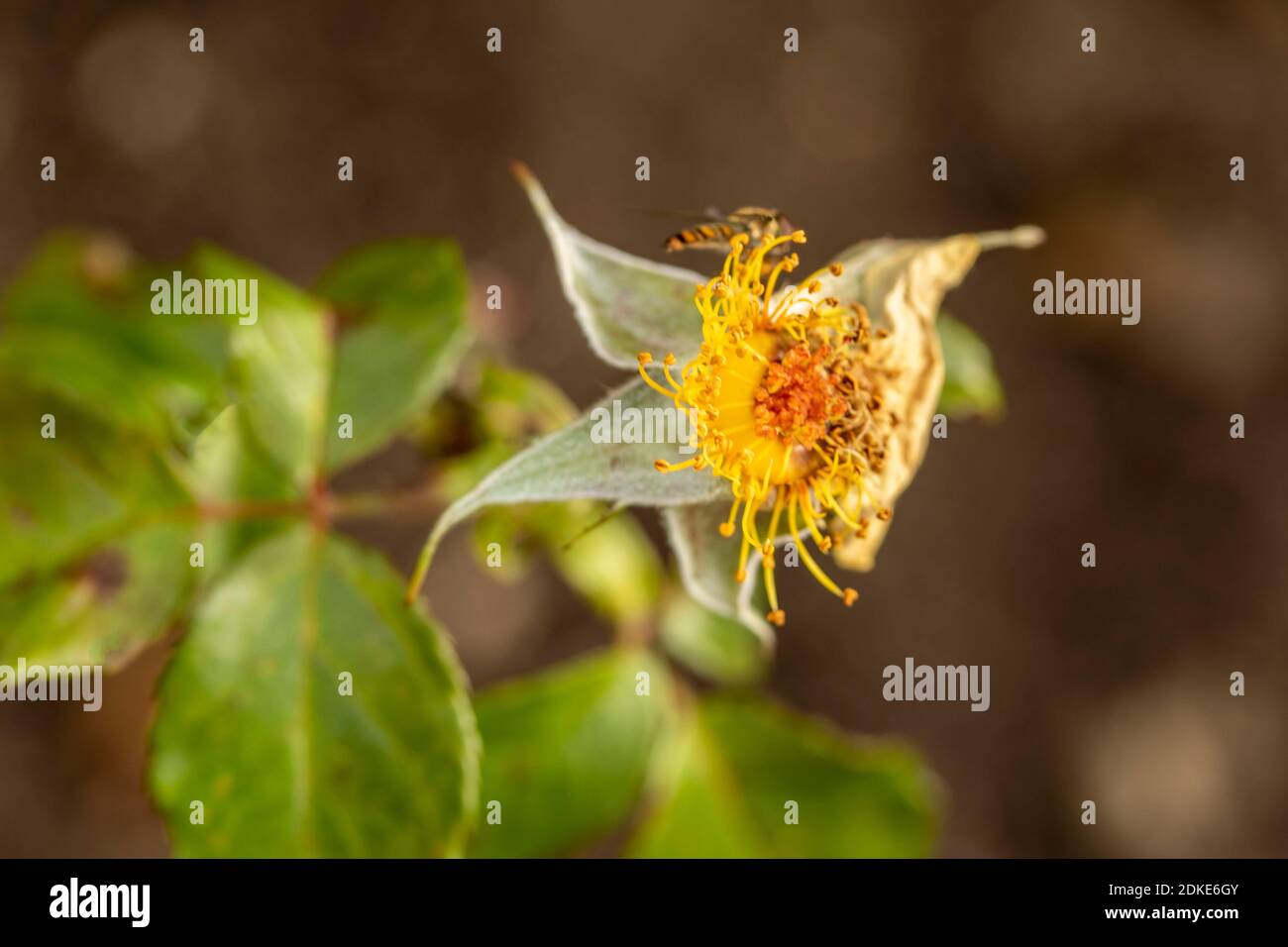 Rosa Goldene Hochzeit, natürliche Nahaufnahme Pflanzenportrait Stockfoto