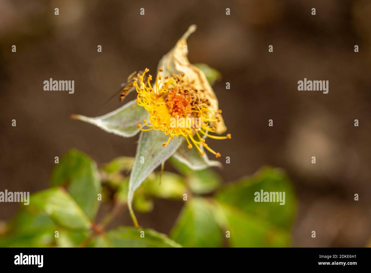 Rosa Goldene Hochzeit, natürliche Nahaufnahme Pflanzenportrait Stockfoto