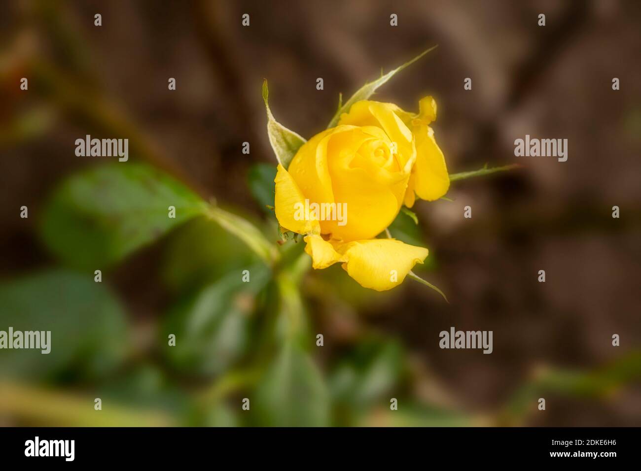 Rosa Goldene Hochzeitsknospe, natürliches Pflanzenportrait Stockfoto