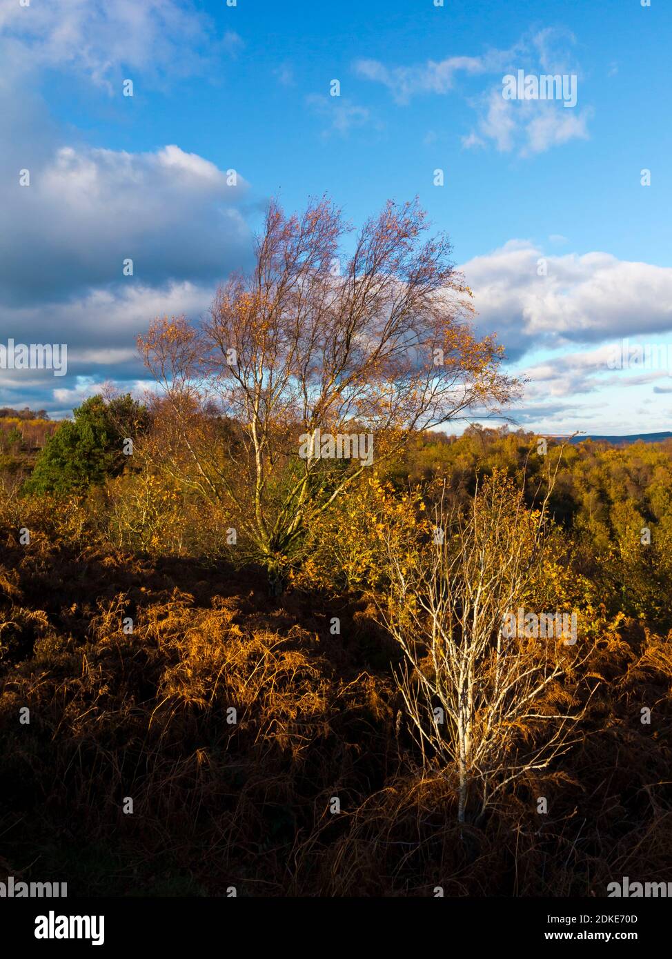 Herbstlandschaft in Stanton Moor ein Hochland in der Nähe von Bakewell Im Peak District National Park Derbyshire Dales England Stockfoto
