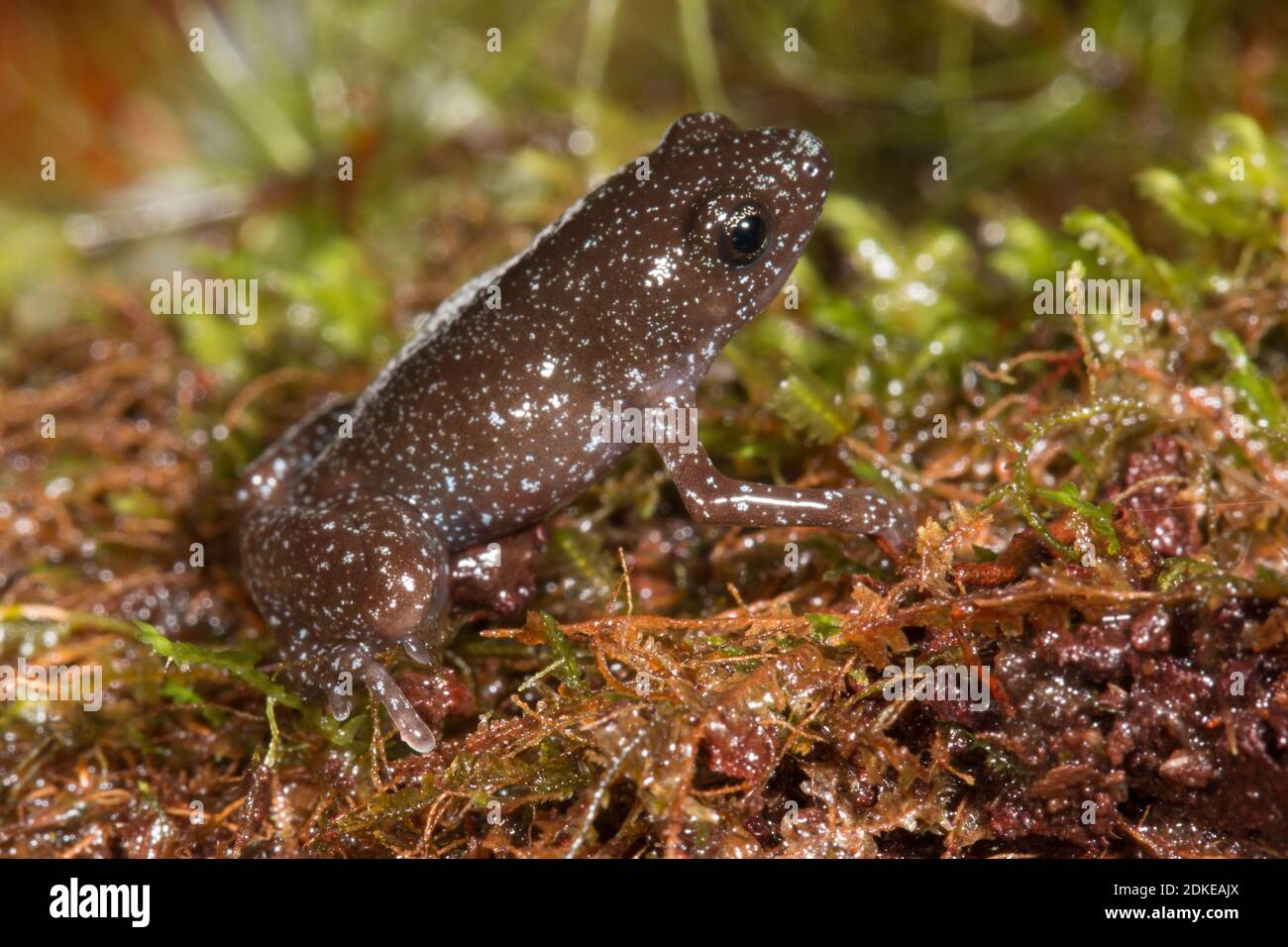 Ein winziger Mikrohylidfrosch Chiasmocleis parkeri im Bergregenwald in