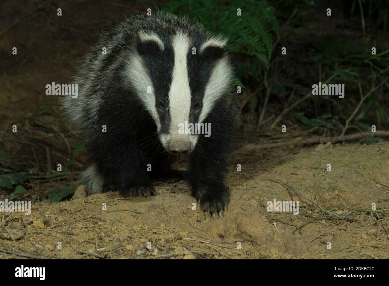 Wilder Dachsjunge (Meles meles) am Eingang Sett. Hemsted Forest in der Nähe von Cranbrooke Kent. 16.06.2007. Stockfoto