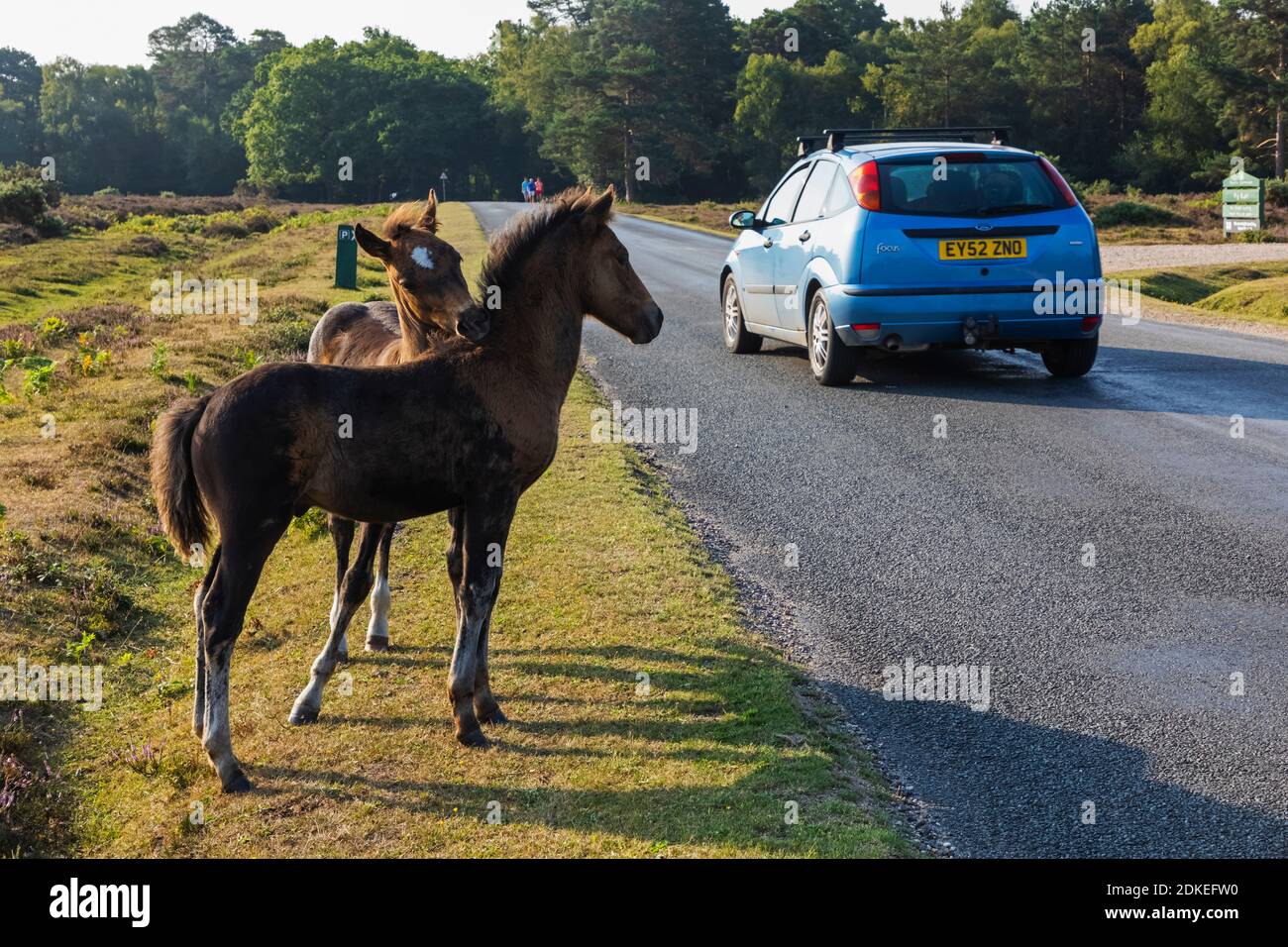 England, Hampshire, New Forest, Ponys spielen in der Nähe von Lyndhurst Stockfoto