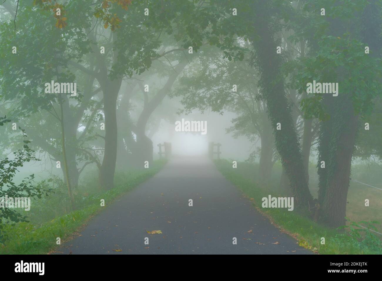 Nebel am frühen Morgen auf einem Radweg, im Hintergrund eine Brücke, große Eichenbäume am Rande der Straße Stockfoto
