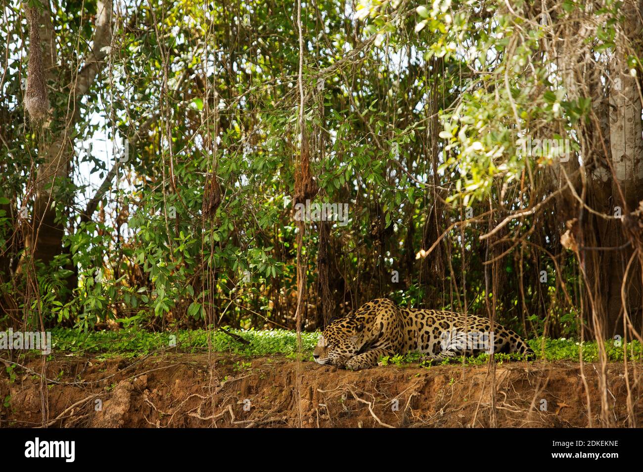 Jaguar, die größte Katze in Südamerika, Pantanal von Mato Grosso, Brasilien Stockfoto