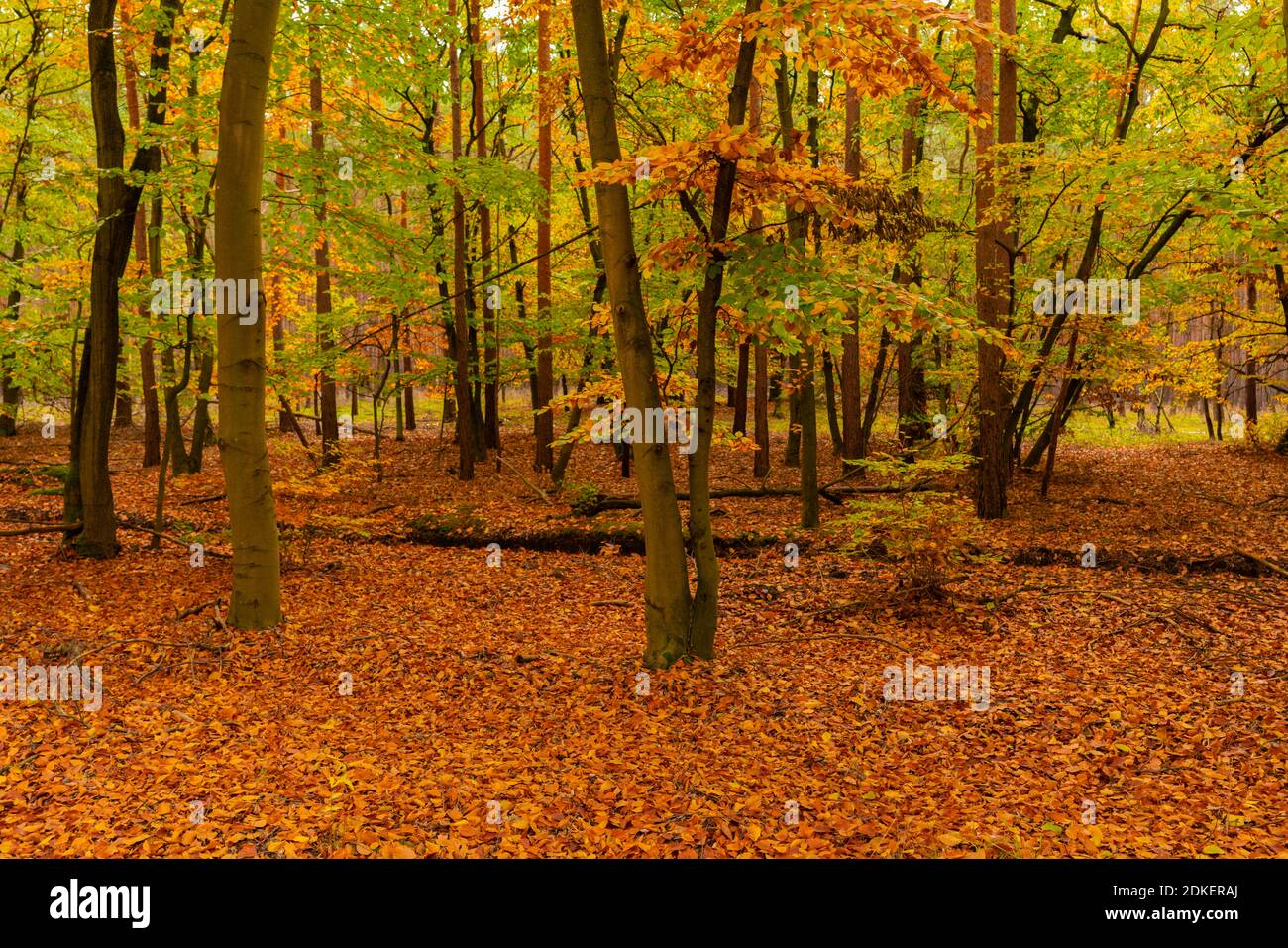 Laubwald im Herbst in Deutschland, Waldboden komplett mit Herbstlaub bedeckt Stockfoto