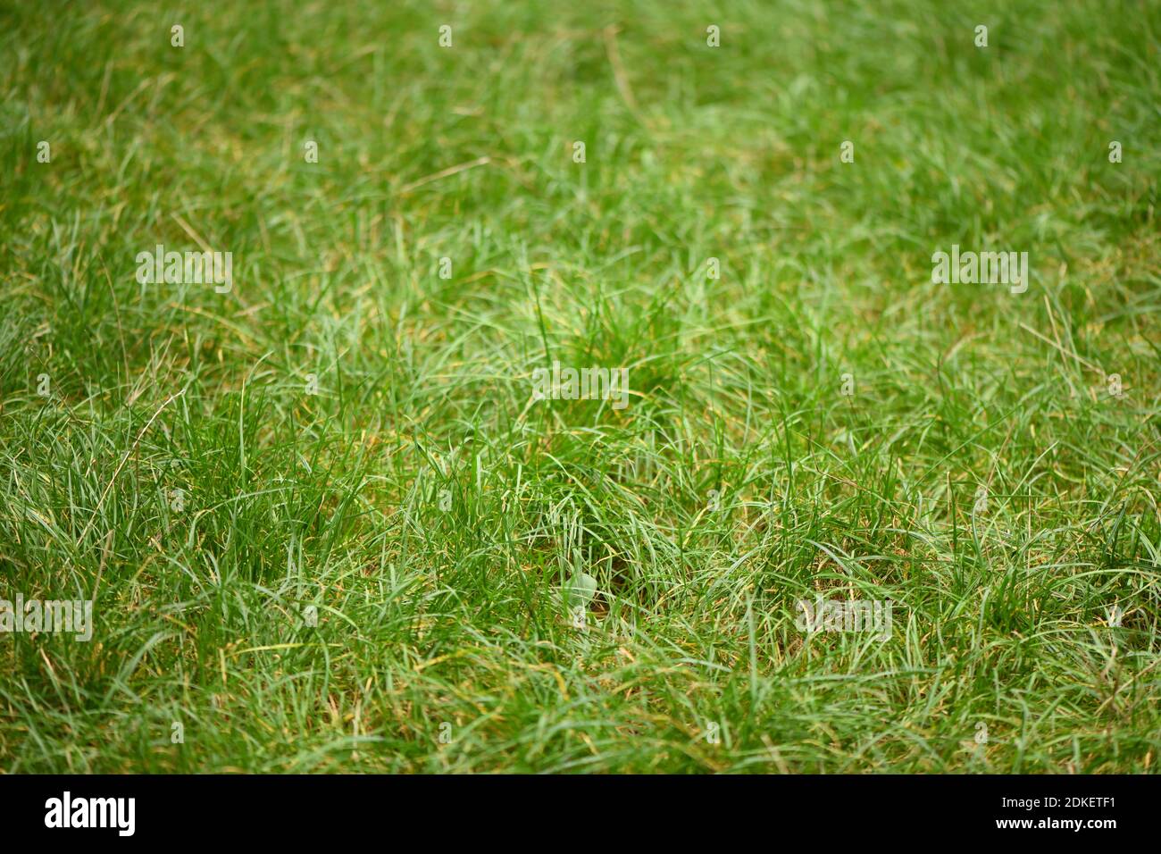 Grüne Naturrasen im Wald Hintergrund. Hochauflösendes Foto. Stockfoto