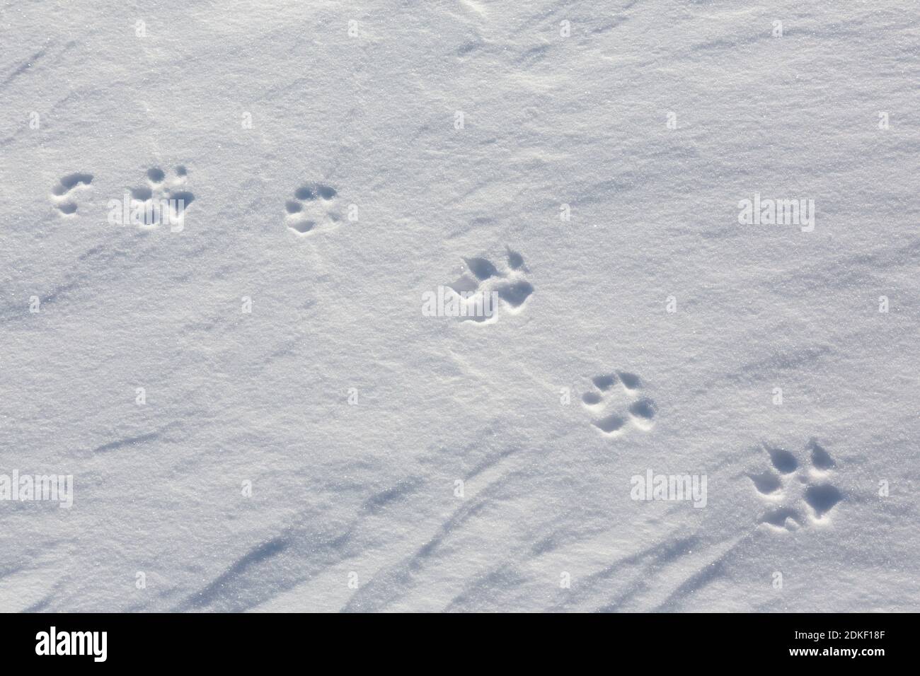 Rotfuchs (Vulpes vulpes) Nahaufnahme der Fußabdrücke der Vorderbeine / Vorderpfoten und Hinterfüße / Hinterbeine im Schnee im Winter Stockfoto