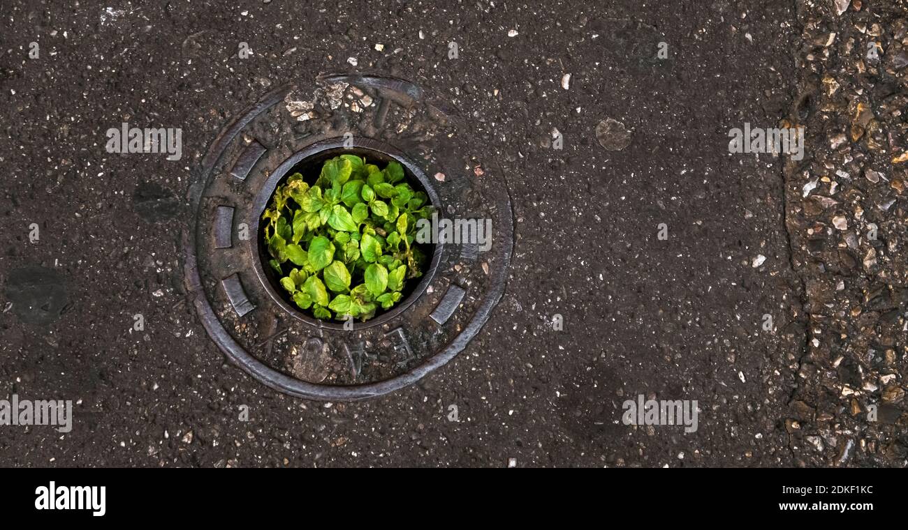 Straßenkappe mit einer Pflanze in Narbonne im Sommer Stockfoto