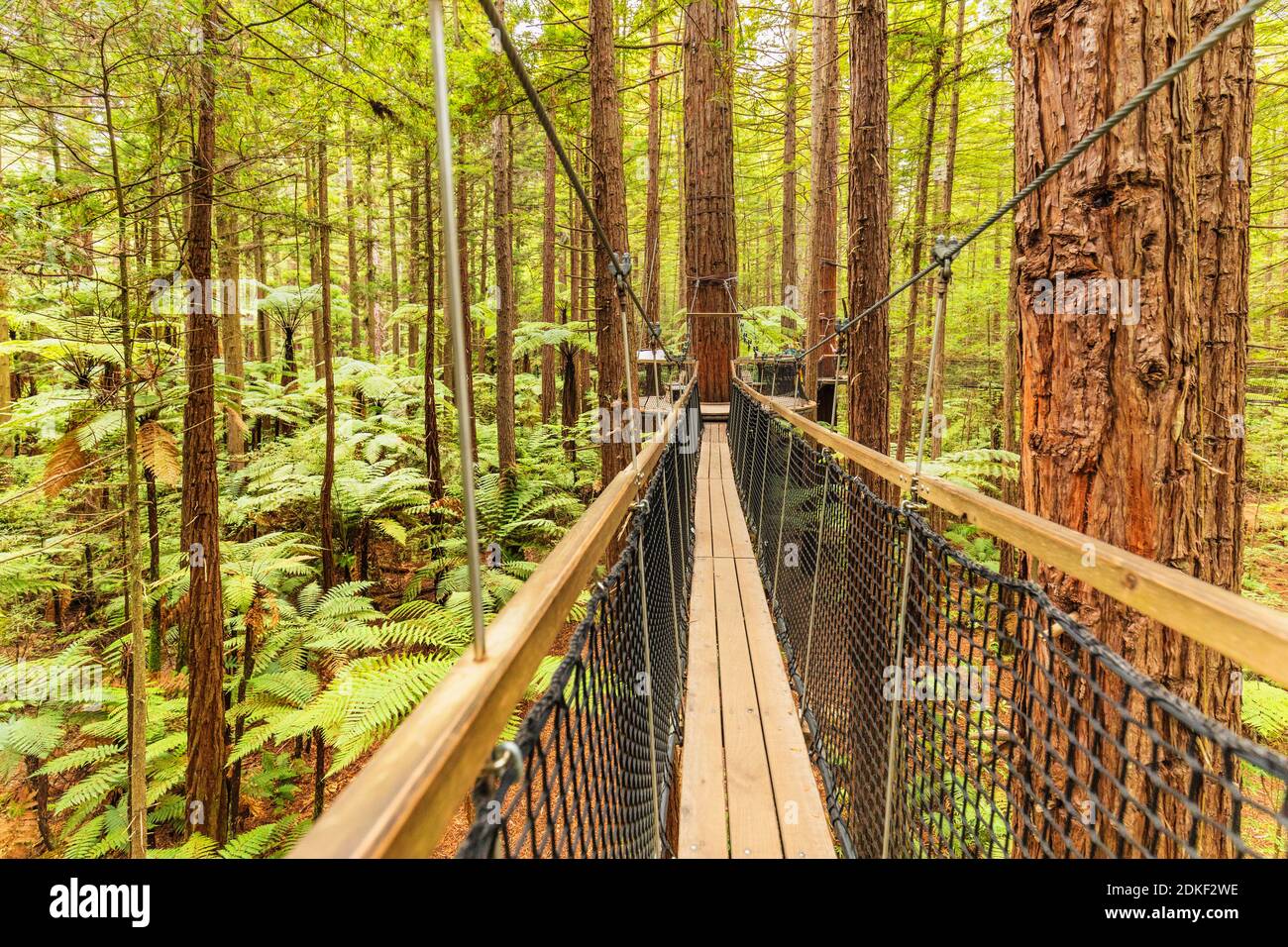 Redwood Treewalk, Tree Top Walk, Rotorua, Bay of Plenty, Nordinsel, Neuseeland, Ozeanien Stockfoto