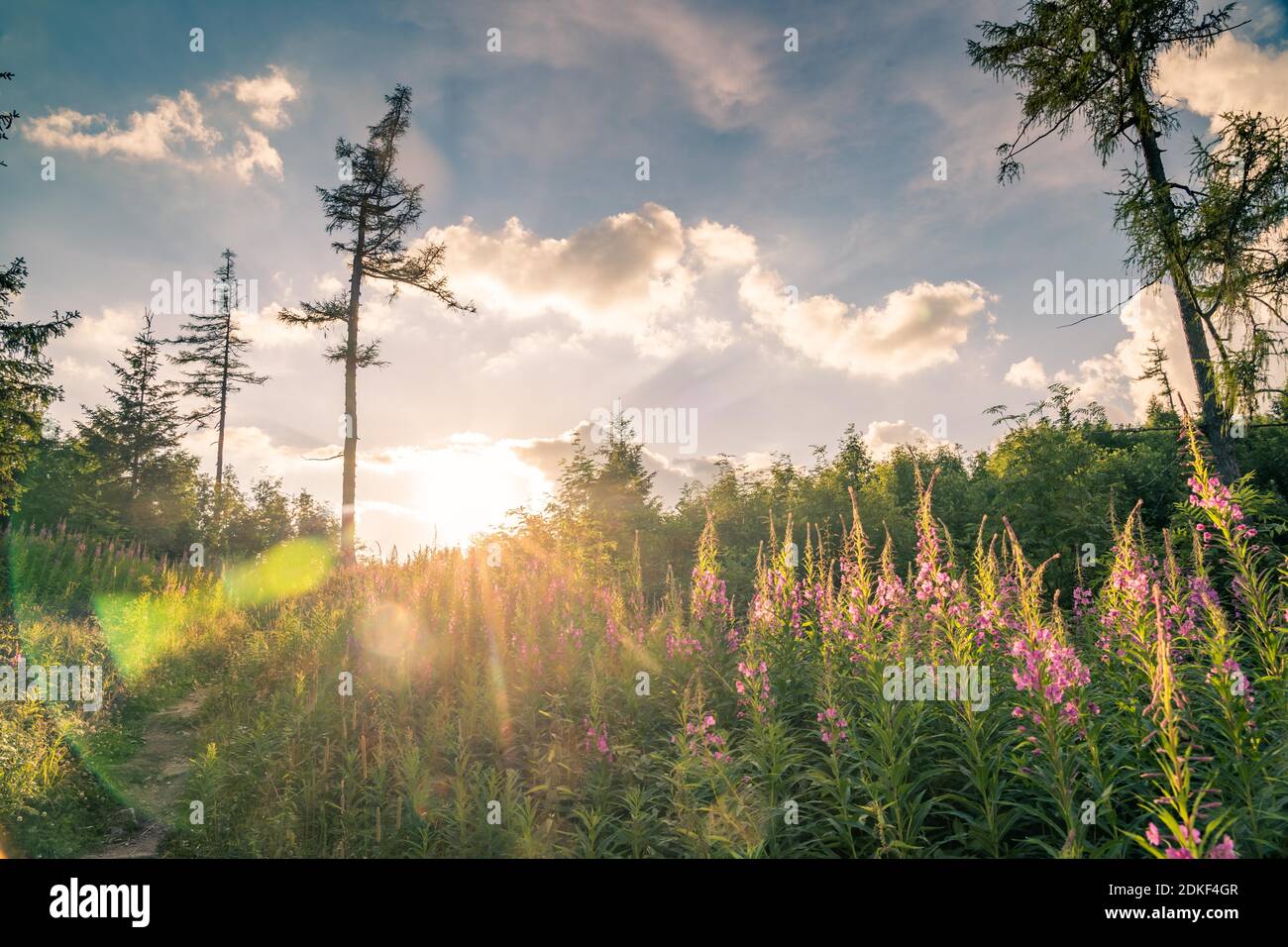 Atemberaubende Blumen und Sonnenstrahlen, leuchtend blauen Himmel Hintergrund schöne Natur Hintergrund und Copy Space Stockfoto