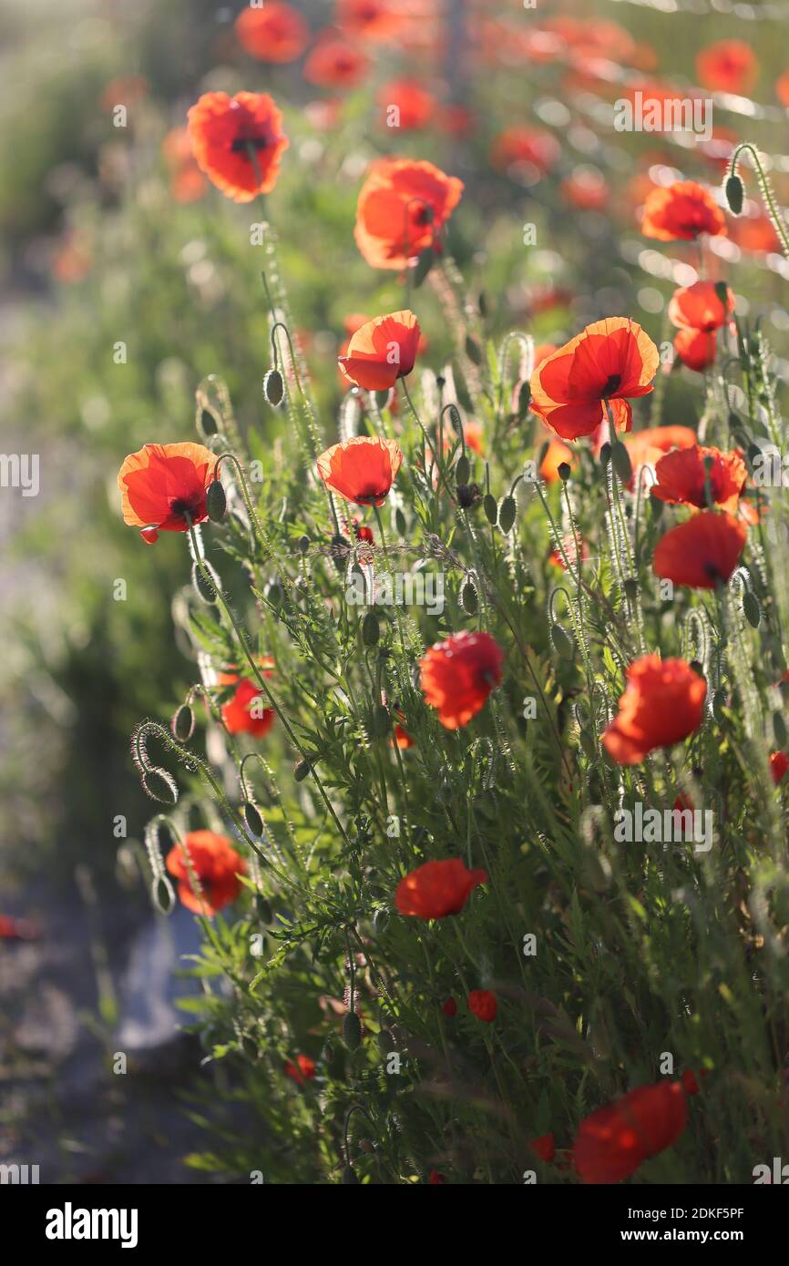 Maismohn (Papaver rhoeas) im Morgenlicht Stockfoto