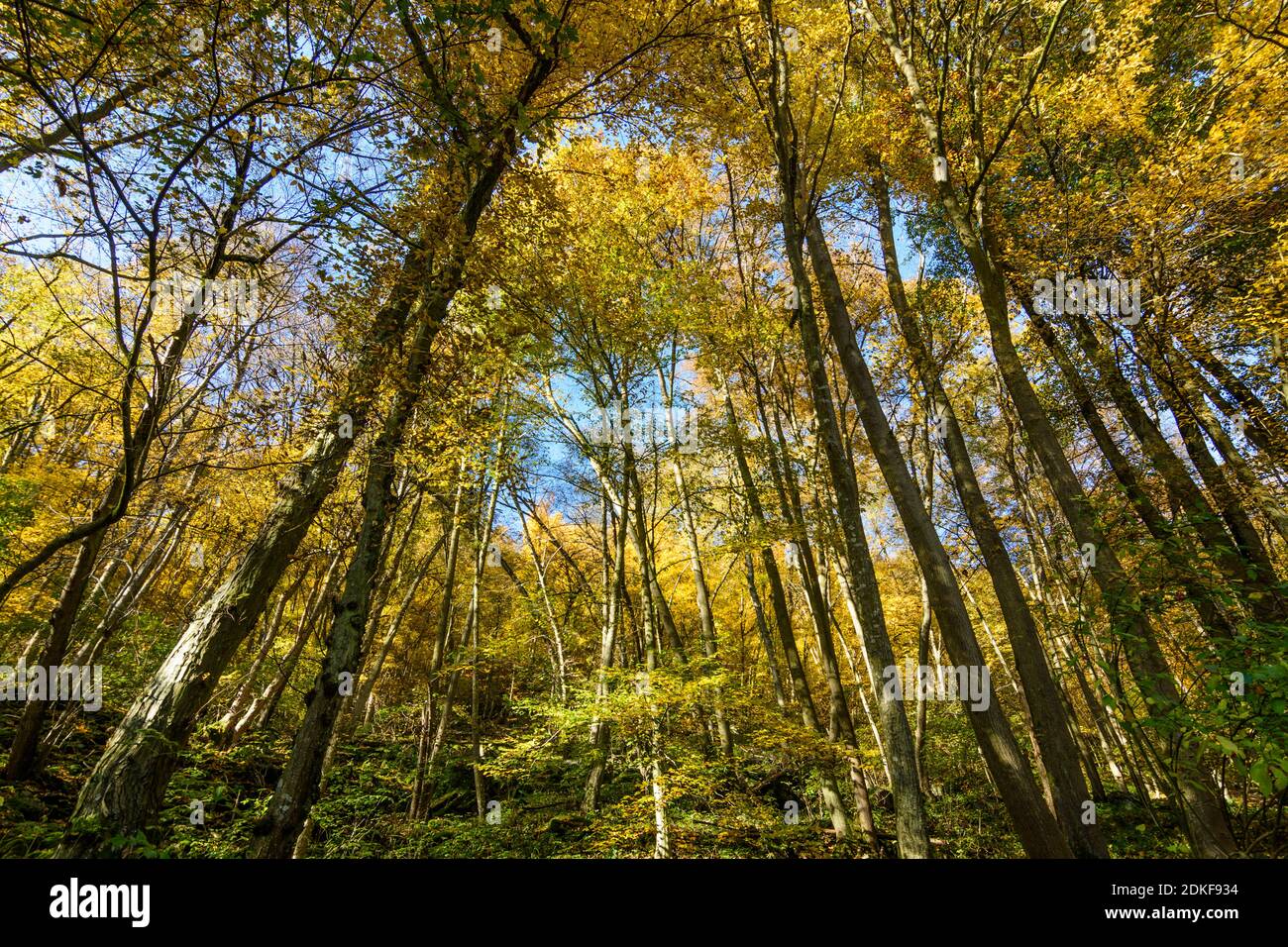 Hardegg, Thayatal Nationalpark, Herbstblätter, Ahornbäume, Weinviertel Region, Niederösterreich / Niederösterreich, Österreich Stockfoto