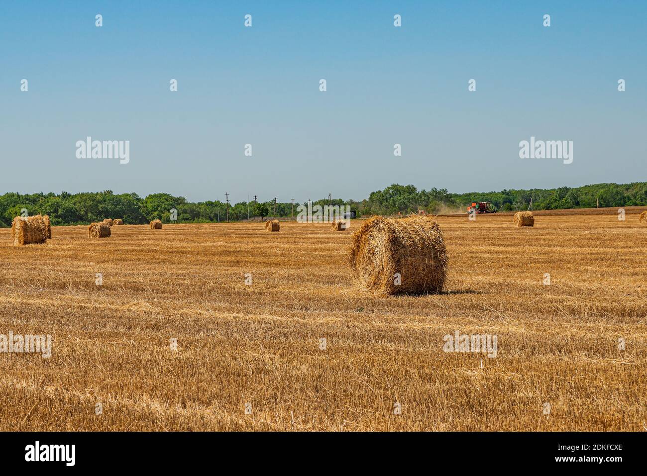 Weizenfeld mit Strohrollen mäh Stockfoto