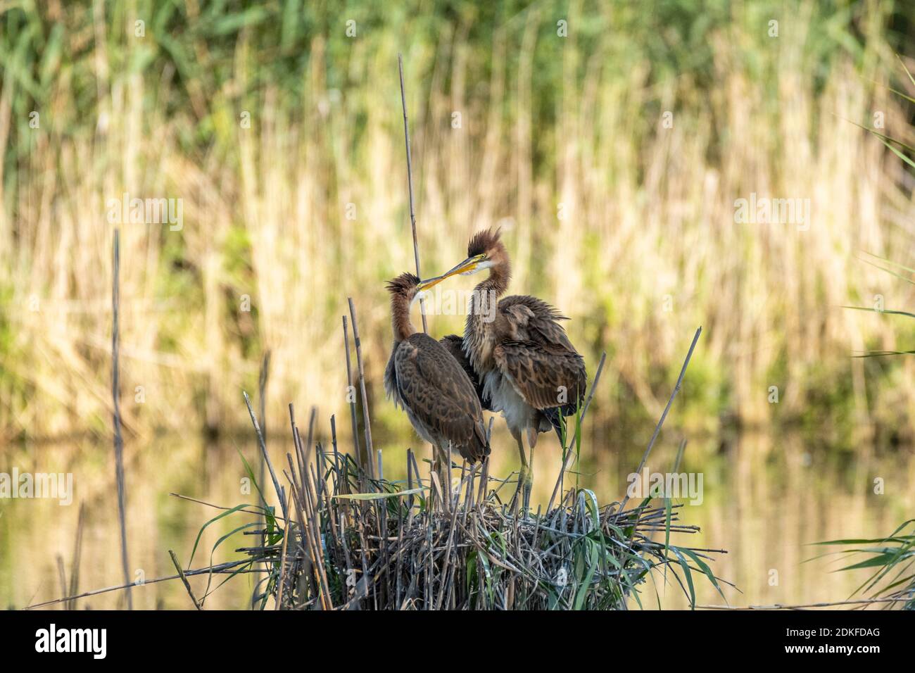 Purpurreiher (Ardea purpurea) jung in ihrem Nest. Stockfoto