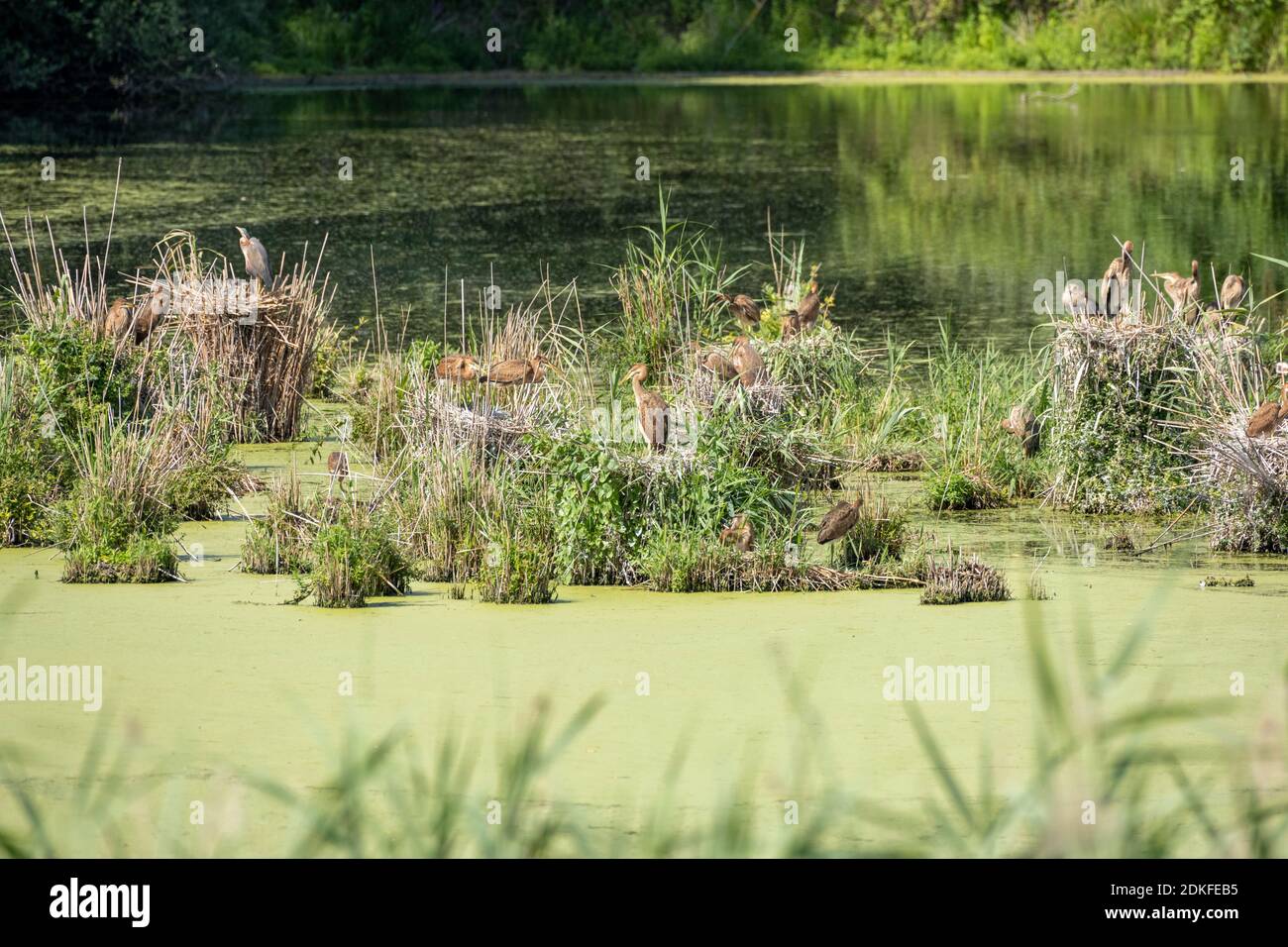 Deutschland, Baden-Württemberg, Wagbacher Tiefland, Purpurreiher (Ardea purpurea) Kolonie mit Nestern. Stockfoto