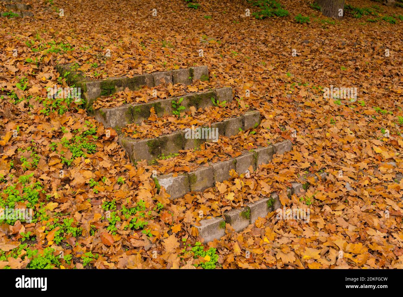 Alte Treppen aus Betonsteinen im Herbst sind die Treppen und der Boden mit Herbstblättern aus Eichenbäumen bedeckt Stockfoto