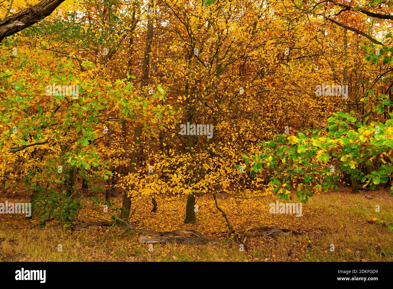 Mischwald im Herbst in Deutschland liegt auf dem Waldboden viel Herbstlaub, die Blätter der Bäume tragen Herbstfarben Stockfoto