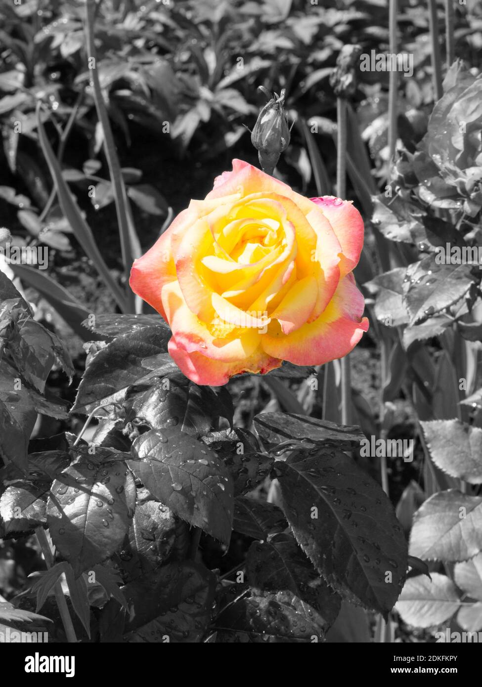 Zarte gelbe Rose auf monochromem Hintergrund in einem Blumenbeet Früh am sonnigen Sommermorgen Stockfoto