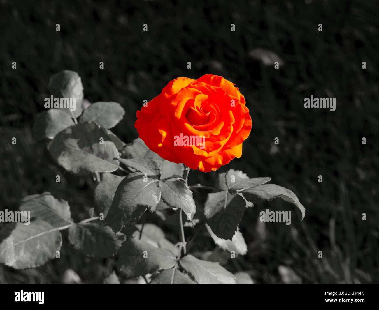 Zarte rote Rose auf monochromem Hintergrund in einem Blumenbett Früh am sonnigen Sommermorgen Stockfoto