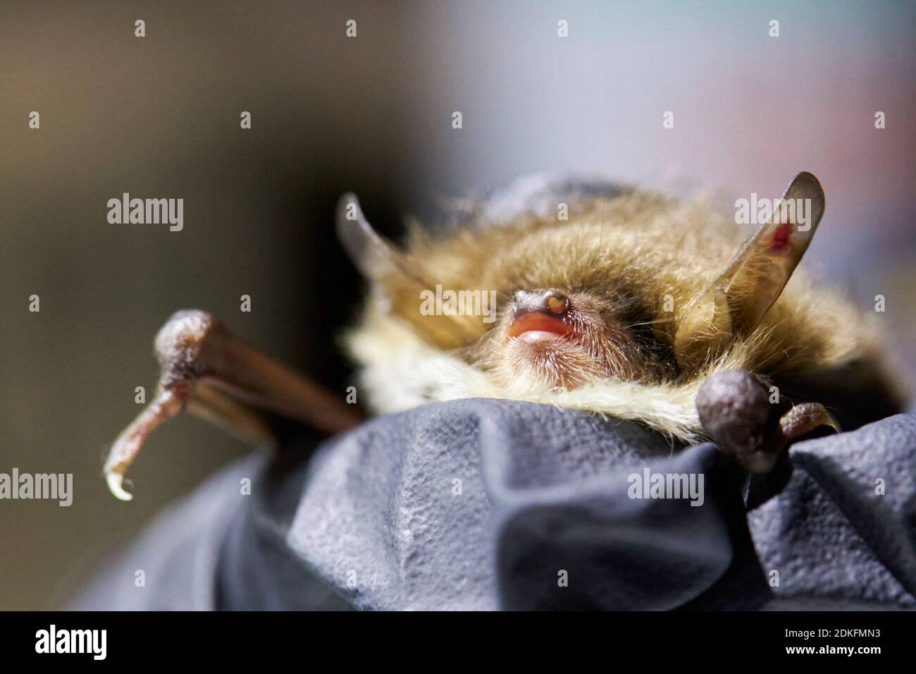 Fledermaus, Fransenfledermaus, Myotis natteri, Kopf, Forschung Stockfoto