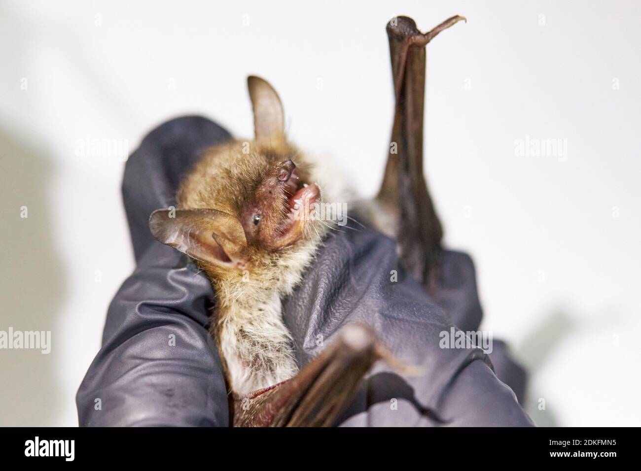 Fledermaus, Fransenfledermaus, Myotis natteri, Kopf, Forschung Stockfoto